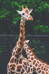 Giraffes on animal enclosure