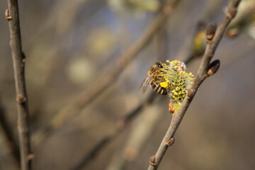 Bee sitting on catkin from a pussy willow tree in spring