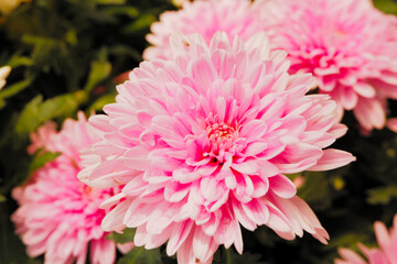 Selective focus of pink daisies
