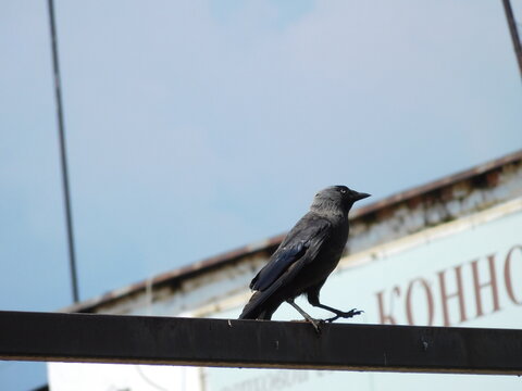 jackdaw on the crossbar of a steel fence