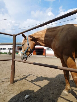Palomino horse in paddock portrait against the sky