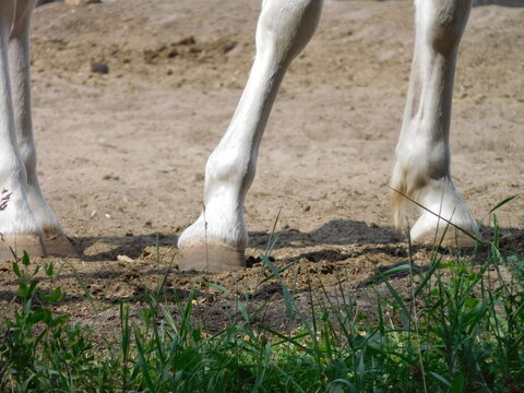legs and hooves of a light-colored horse, grass in the foreground