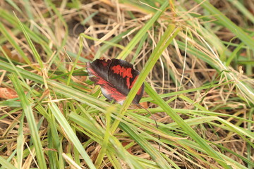 red and black autumn leaf