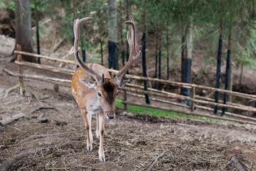 Red deer facing camera in summer nature. Wild animal with brown fur observing in forest