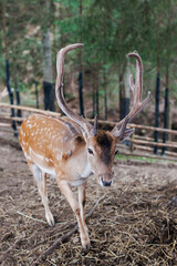Red deer facing camera in summer nature. Wild animal with brown fur observing in forest