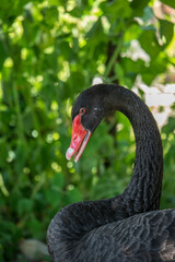 Photo of a black swan at the Jantho white desert zoo, Aceh Besar district, Aceh, Indonesia.