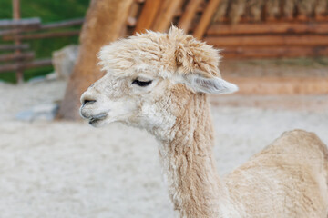Obraz premium An inquisitive alpaca posing for a photo. Funny looking alpaca at farm.
