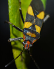 bug on a leaf
