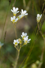 White flowers on a blurred background