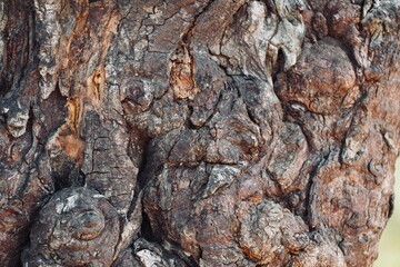 bark of a tree