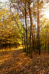 Autumn landscape. Yellow, red, orange and brown leaves. Fall foliage during autumn season with warm sunlight in the forest.