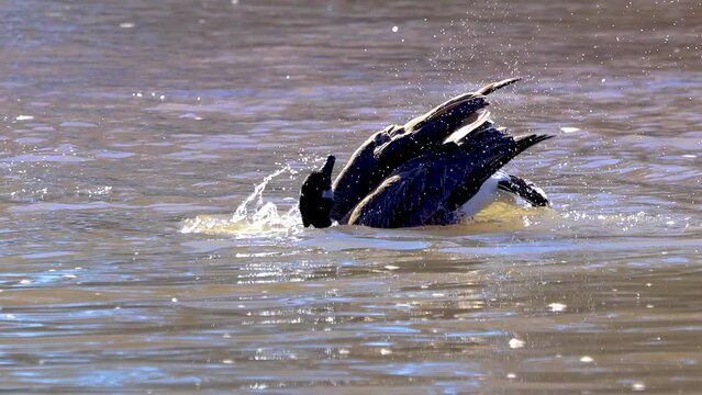 Canadian Goose bathing and splashing in the Rio Grande river.