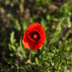 Fototapeta premium poppy flower photographed in the meadow of the archaeological area of Pompeii at the foot of Mount Vesuvius