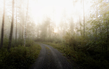 Fototapeta premium morning in the forest