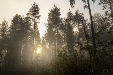 misty morning in the forest