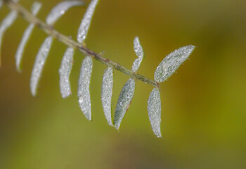 frost on leaf