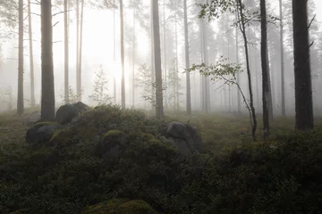 Nebel im Wald © adrian