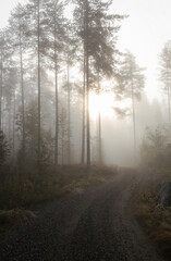 Fototapeta na wymiar morning in the forest