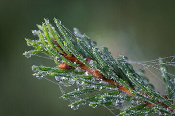 spider on a leaf