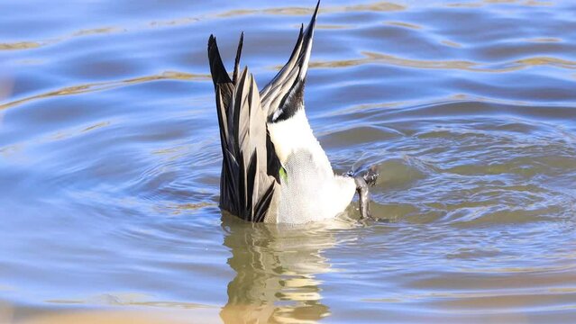 Pintail Duck diving and eating aquatic plants at a small urban pond.
