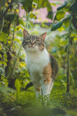 Curious sight of three colourful house cats walking through the raspberry bushes in the garden. Felis catus domesticus walking around the territory