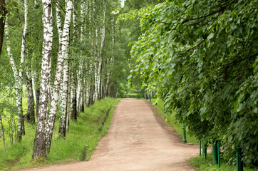 empty road in birch forest in summer