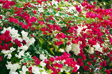 red and white flowers
