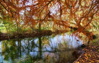 Obraz premium autumn in the lake inside the park called fonti del clitunno in umbria, italy