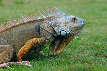 Red iguana crawling on grass, morph red iguana, animal closeup