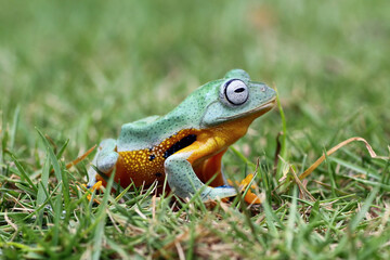 Tree frog laughing on the grass, Java tree frogs, animal closeup