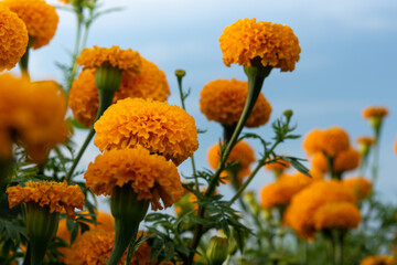 Marigold garden when the flowers are blooming