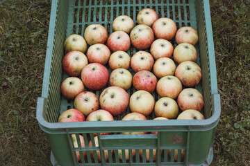 Plastic crate full of picked red and yellow organic apples from the apple orchard. A juicy kind of fruit. Autumn harvested. Farm lifestyle