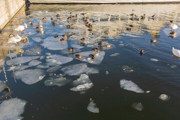 Stoccolma. Baia ghiacciata con papere,cigni e oche. Ghiaccio freddo in Svezia