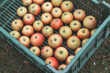Autumn picking of home-grown and organic apples from a country orchard. A wicker basket of red apples without any chemicals. Fruit for everyone's enjoyment. Farm lifestyle