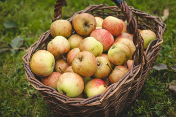 Autumn harvest of juicy and edible apples from a country apple orchard. An ancient tool for picking apples from remote places on the tree