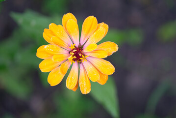 Beautiful zinnia flower. Close-up. Selective focus. Background. Texture. Zinnia​ flower​s​ are​ dried​ and​ ground​ into​ a​ power​ for​ making​ tea​	