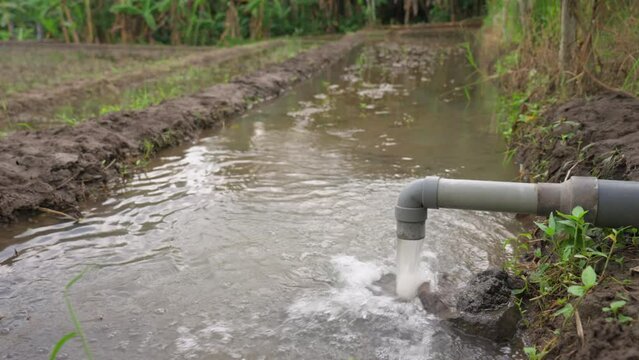 View of water flow streaming out of plastic pipe onto a plantation of rice on paddy field. Tube pouring water into a river. Canalization drain. Drainage in the countryside. Slow motion.