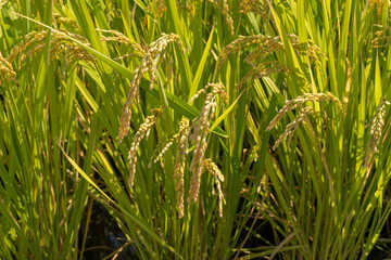 たわわに実った収穫前の稲穂