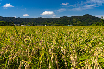 田園風景と青空