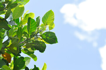 Artocarpus heterophyllus Lam,  A heterophylla or jackfruit or jackfruit tree and sky