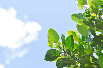 Artocarpus heterophyllus Lam,  A heterophylla or jackfruit or jackfruit tree and sky