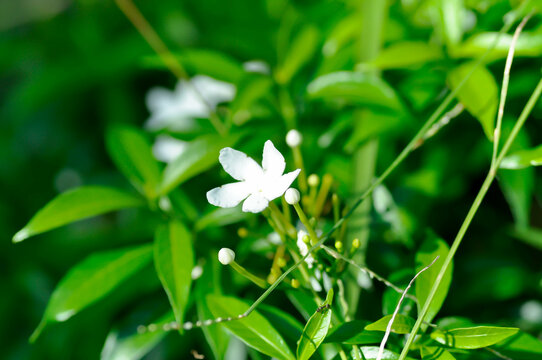 Tabernaemontana pandacaqui Lam, APOCYNACEAE or  ‎gardenia jasminoides or  ‎gerdenia
