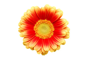 Fresh gerber flower in yellow and orange  isolated on transparency photo png file 