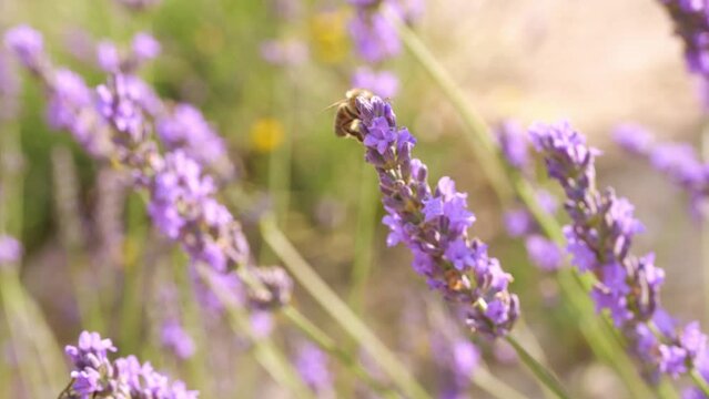 Bee on lavender field. Bee pollinates the lavender flowers. Plant pollinated with insects and honey production
