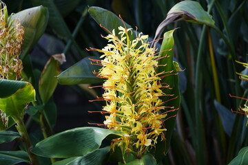 Hedychium gerdnerianum Sheppard ex Ker-Gawl. ,  Zingiberaceae family. Hanover, Germany.
