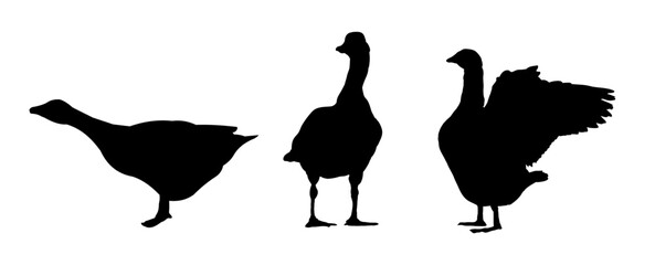 silhouette of a goose