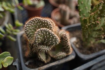 Cacti succulents in pots at the exhibition-sale.