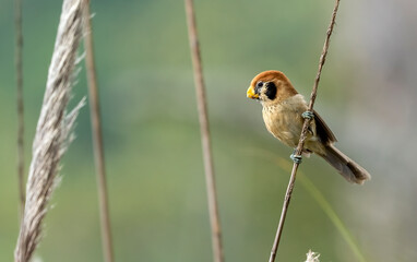 Parrotbill