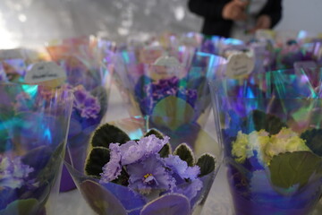 Pots with fresh violet flowers at the exhibition-sale.
