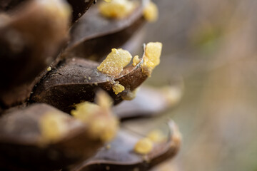 Small Chunks of Yellow Sap Cling To Pine Cone Close Up
